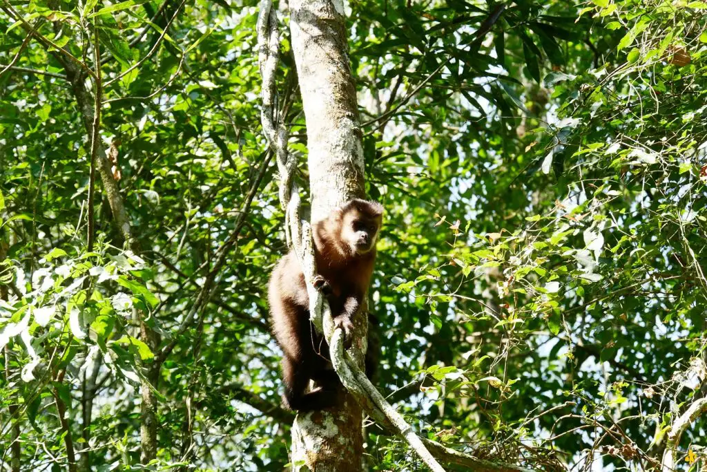 Animaux en Argentine où observer la faune en famille | Blog VOYAGES ET ENFANTS