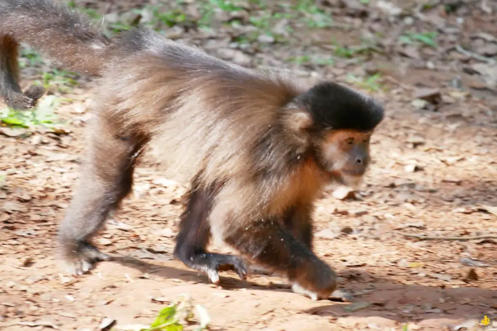 Animaux en Argentine où observer la faune en famille | Blog VOYAGES ET ENFANTS