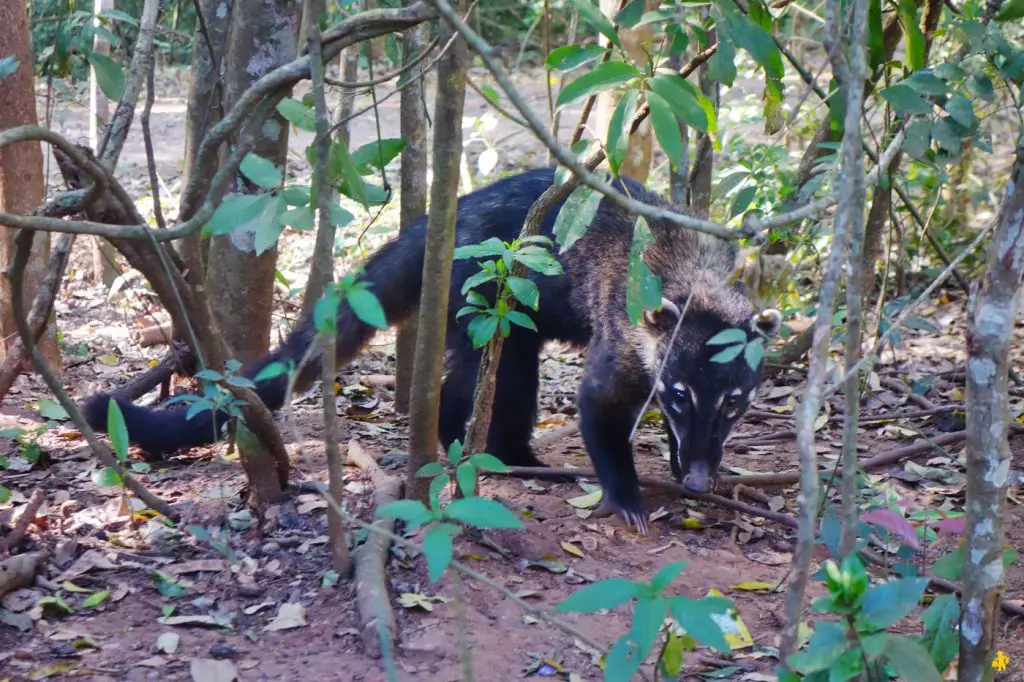 Animaux en Argentine où observer la faune en famille | Blog VOYAGES ET ENFANTS