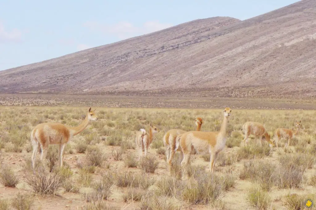 Animaux en Argentine où observer la faune en famille | Blog VOYAGES ET ENFANTS