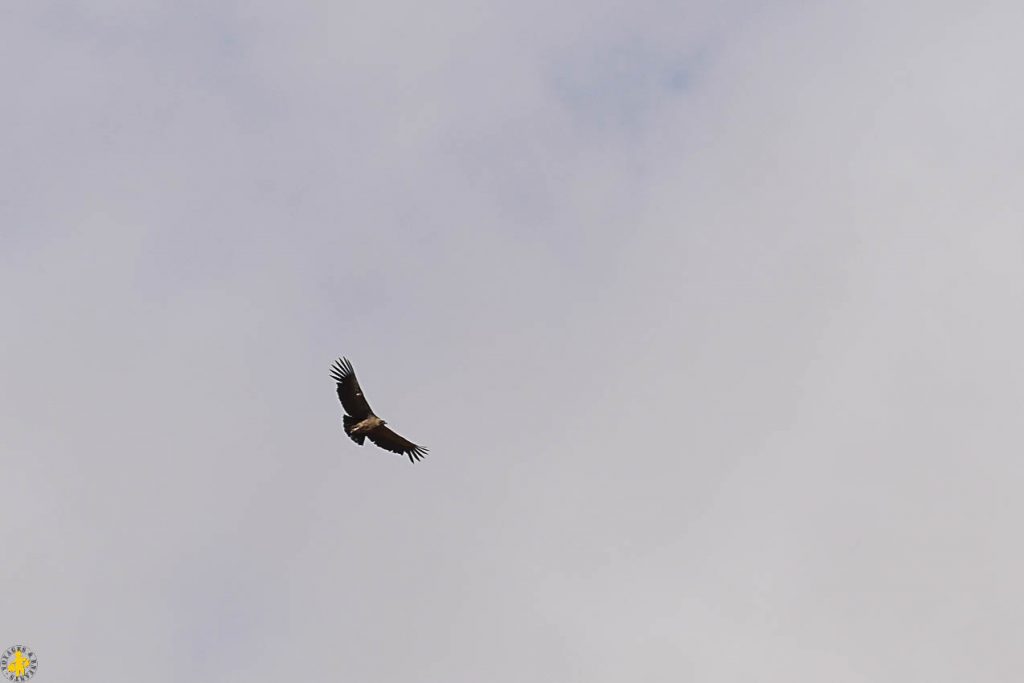 Animaux en Argentine où observer la faune en famille | Blog VOYAGES ET ENFANTS