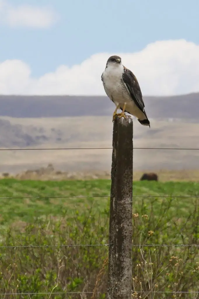 Animaux en Argentine où observer la faune en famille | Blog VOYAGES ET ENFANTS