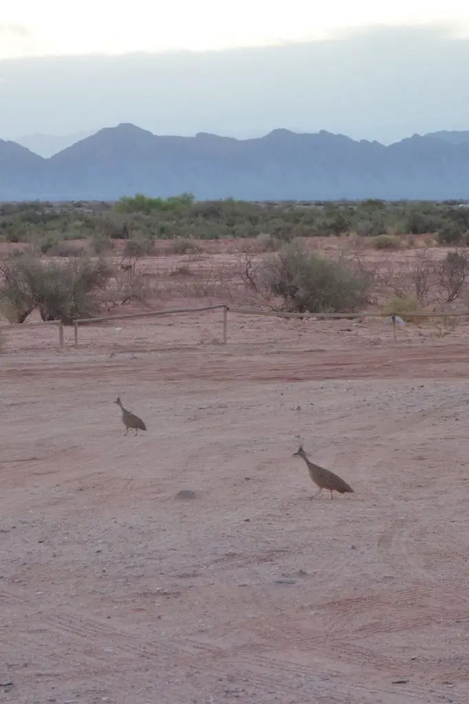 Animaux en Argentine où observer la faune en famille | Blog VOYAGES ET ENFANTS