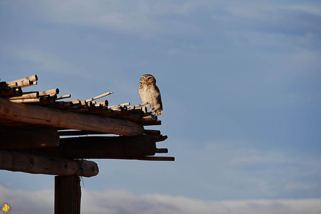 Animaux en Argentine où observer la faune en famille | Blog VOYAGES ET ENFANTS