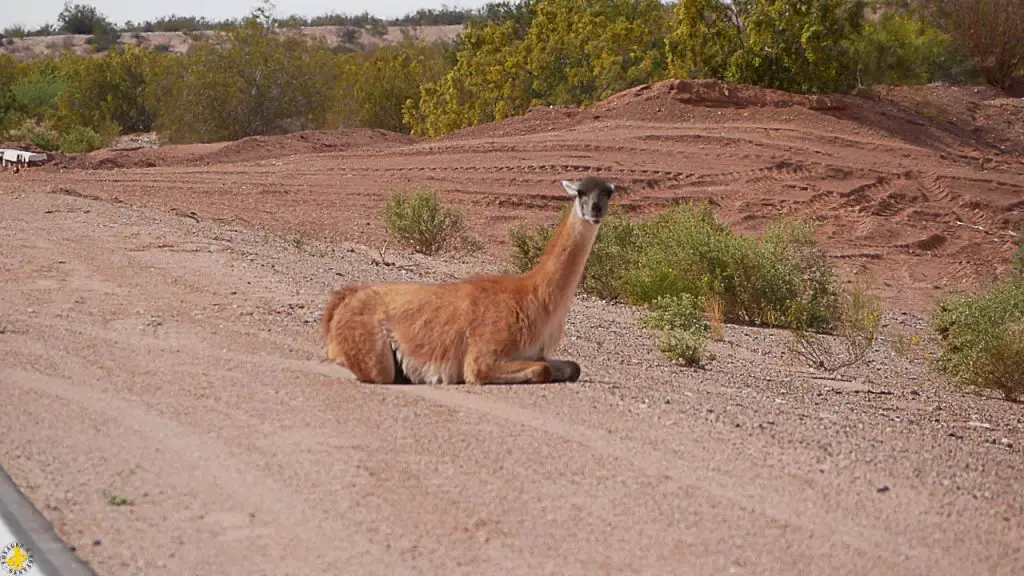 Animaux en Argentine où observer la faune en famille | Blog VOYAGES ET ENFANTS