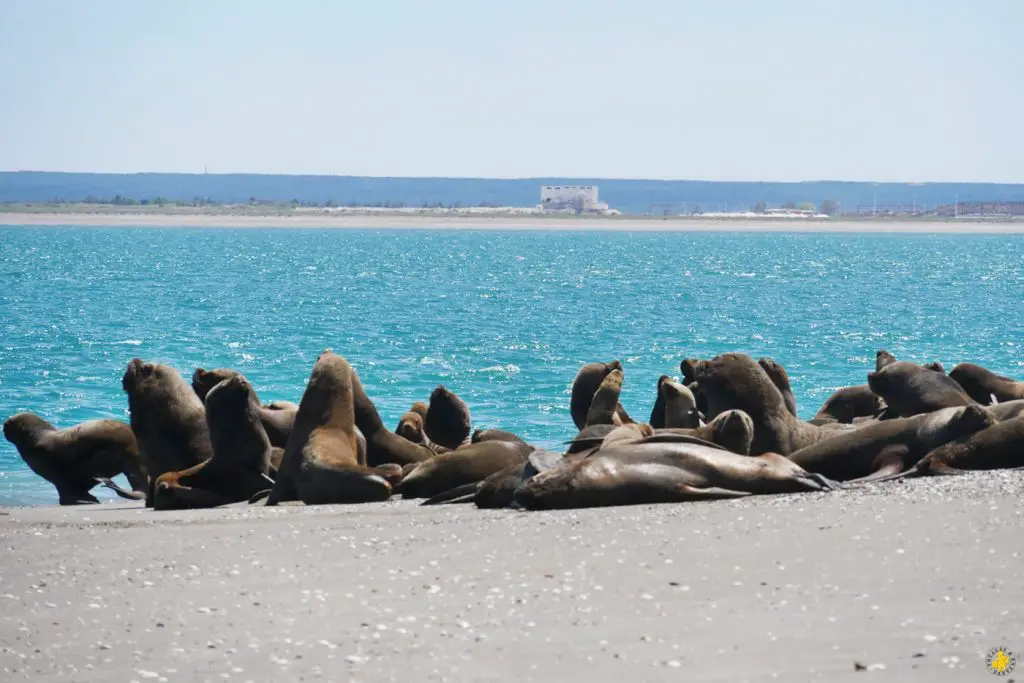 Animaux en Argentine où observer la faune en famille | Blog VOYAGES ET ENFANTS