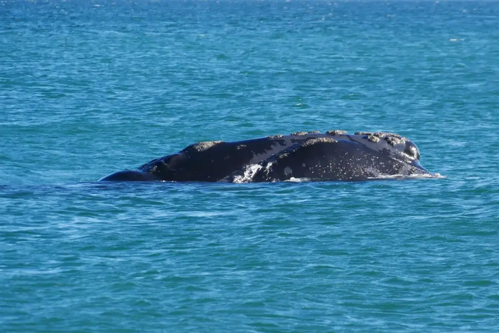 Animaux en Argentine où observer la faune en famille | Blog VOYAGES ET ENFANTS