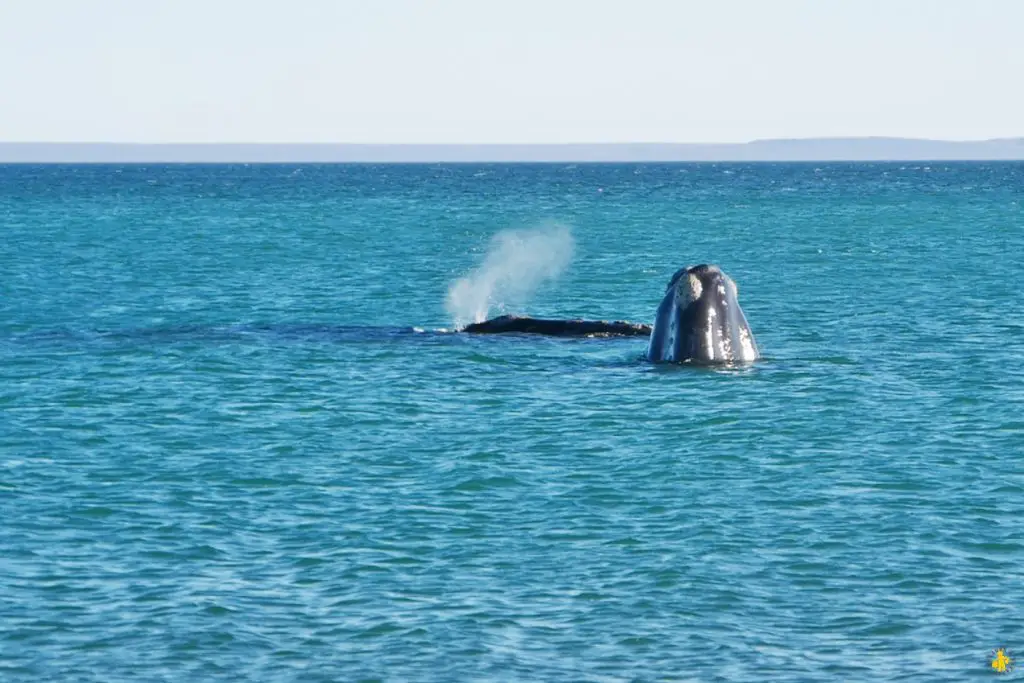 Animaux en Argentine où observer la faune en famille | Blog VOYAGES ET ENFANTS