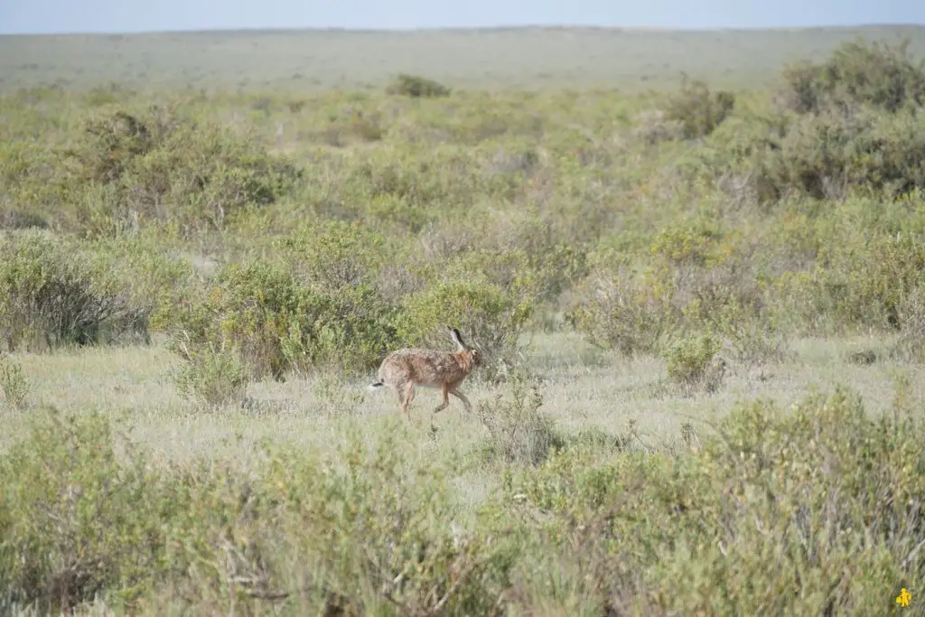 Animaux en Argentine où observer la faune en famille | Blog VOYAGES ET ENFANTS