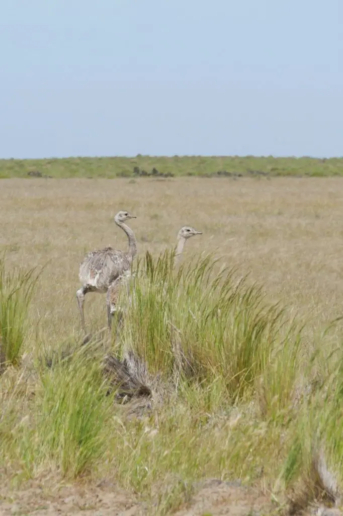 Animaux en Argentine où observer la faune en famille | Blog VOYAGES ET ENFANTS