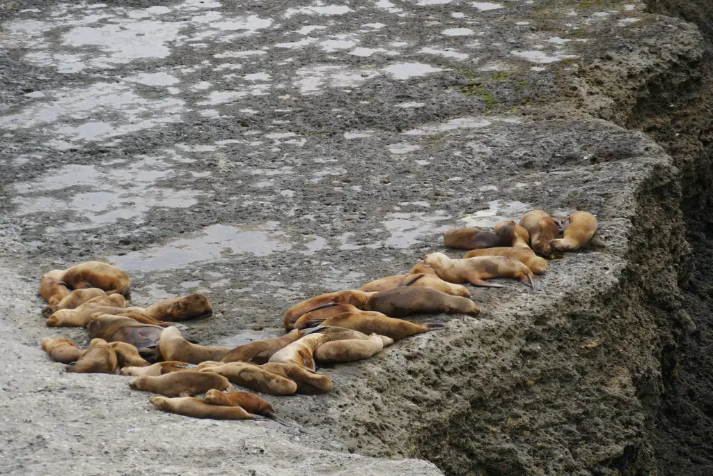 Animaux en Argentine où observer la faune en famille | Blog VOYAGES ET ENFANTS