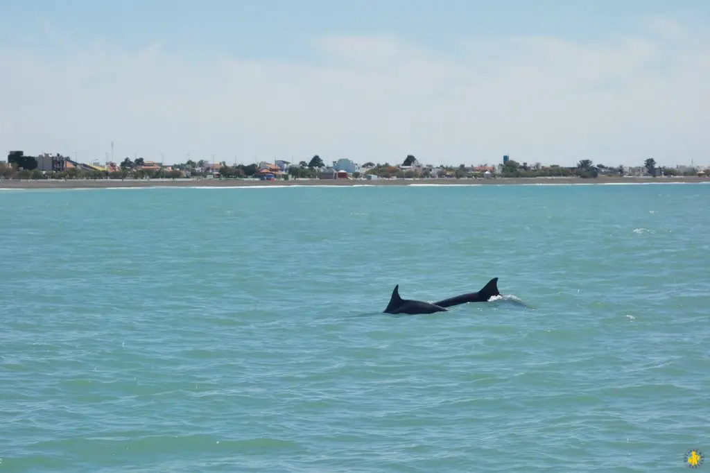 Animaux en Argentine où observer la faune en famille | Blog VOYAGES ET ENFANTS