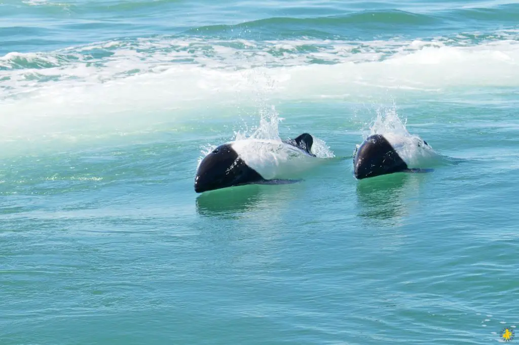 Animaux en Argentine où observer la faune en famille | Blog VOYAGES ET ENFANTS