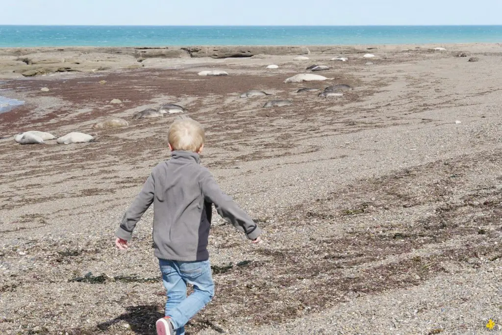 Animaux en Argentine où observer la faune en famille | Blog VOYAGES ET ENFANTS