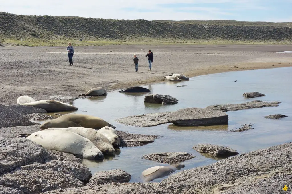 Animaux en Argentine où observer la faune en famille | Blog VOYAGES ET ENFANTS