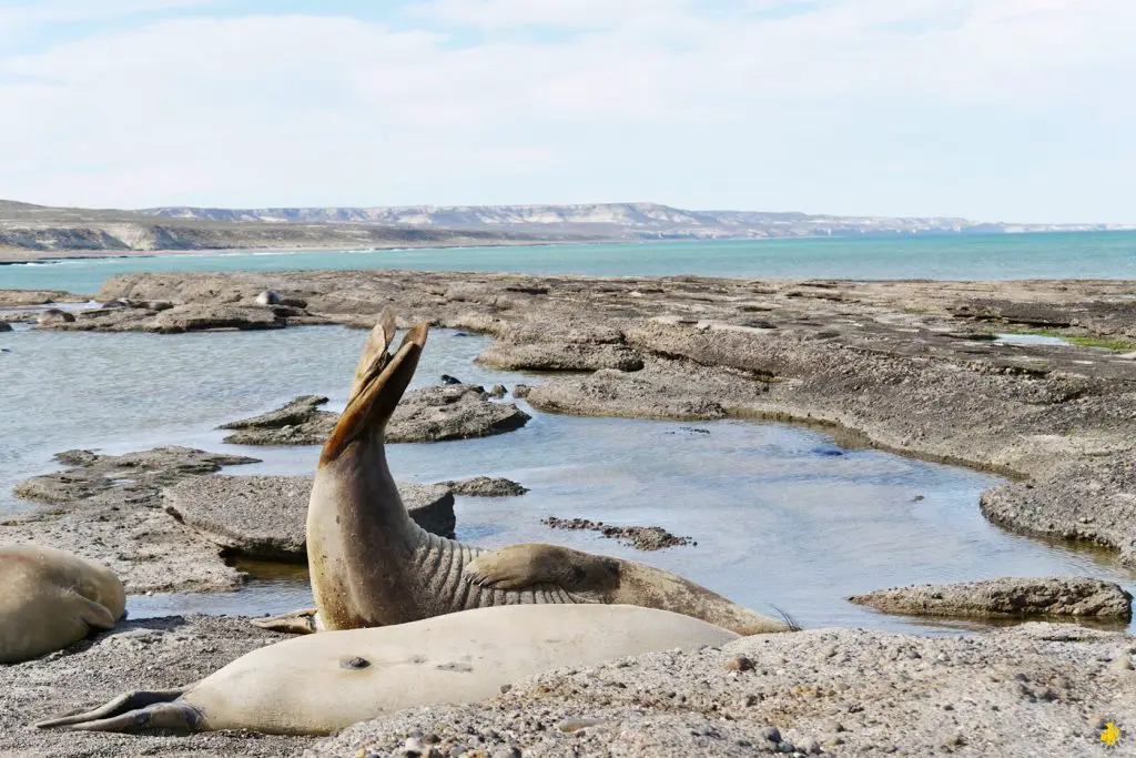 Animaux en Argentine où observer la faune en famille | Blog VOYAGES ET ENFANTS