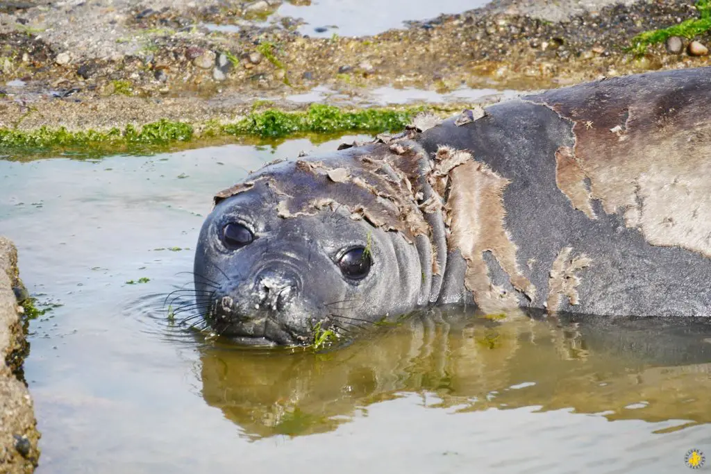 Animaux en Argentine où observer la faune en famille | Blog VOYAGES ET ENFANTS