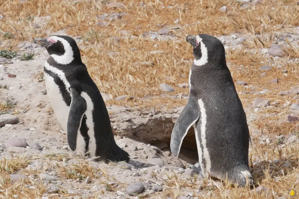 Animaux en Argentine où observer la faune en famille | Blog VOYAGES ET ENFANTS