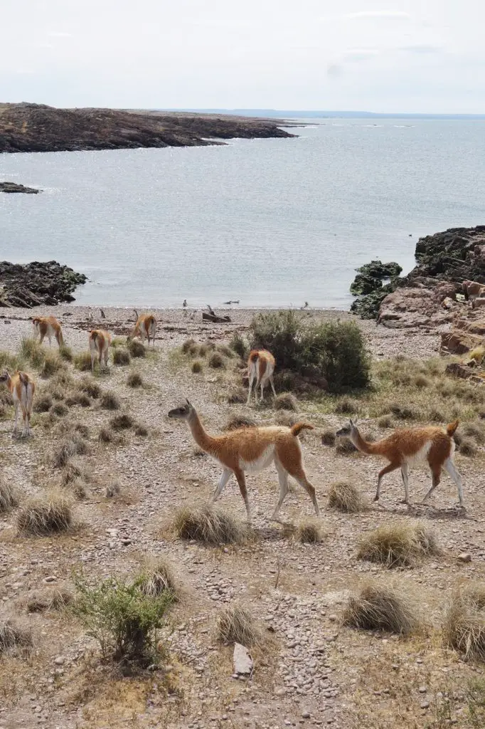 Animaux en Argentine où observer la faune en famille | Blog VOYAGES ET ENFANTS