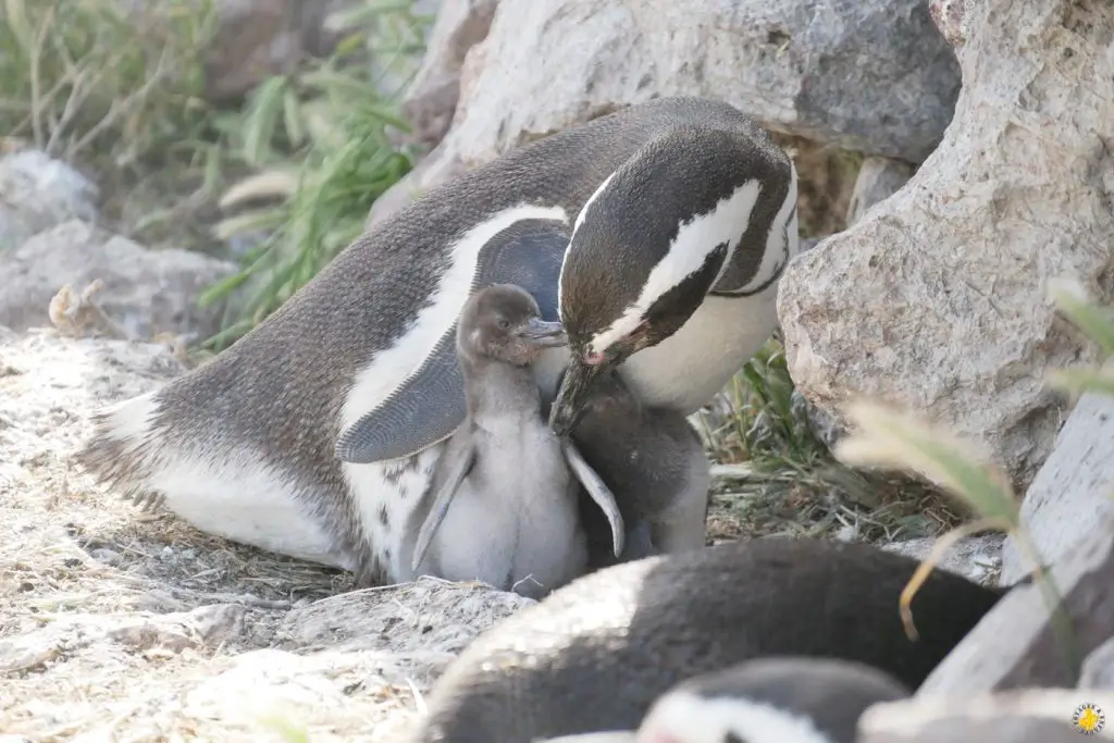 Animaux en Argentine où observer la faune en famille | Blog VOYAGES ET ENFANTS