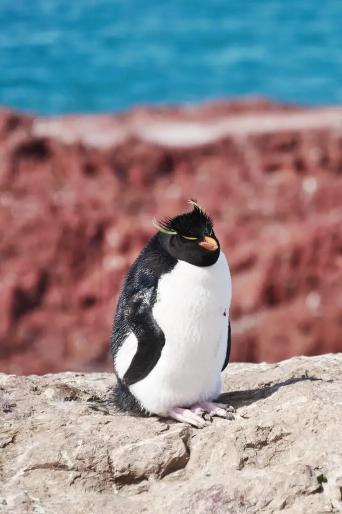 Animaux en Argentine où observer la faune en famille | Blog VOYAGES ET ENFANTS