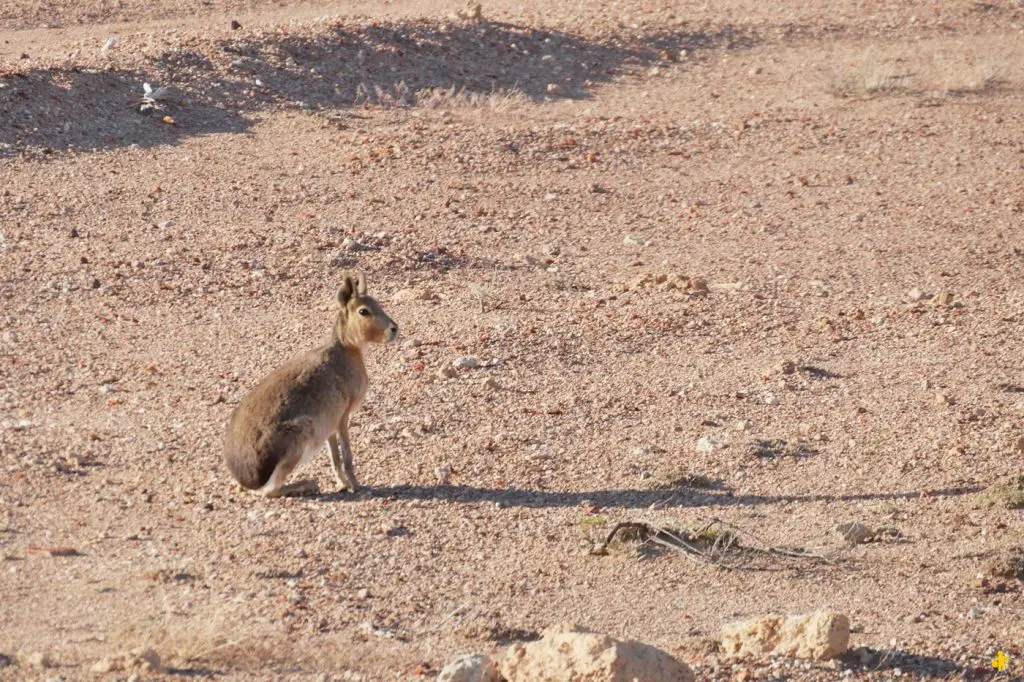 Animaux en Argentine où observer la faune en famille | Blog VOYAGES ET ENFANTS