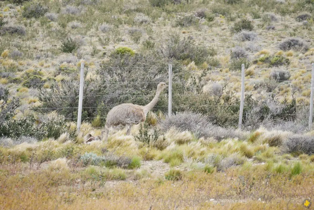 Animaux en Argentine où observer la faune en famille | Blog VOYAGES ET ENFANTS