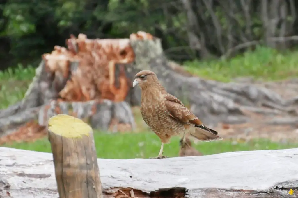 Animaux en Argentine où observer la faune en famille | Blog VOYAGES ET ENFANTS