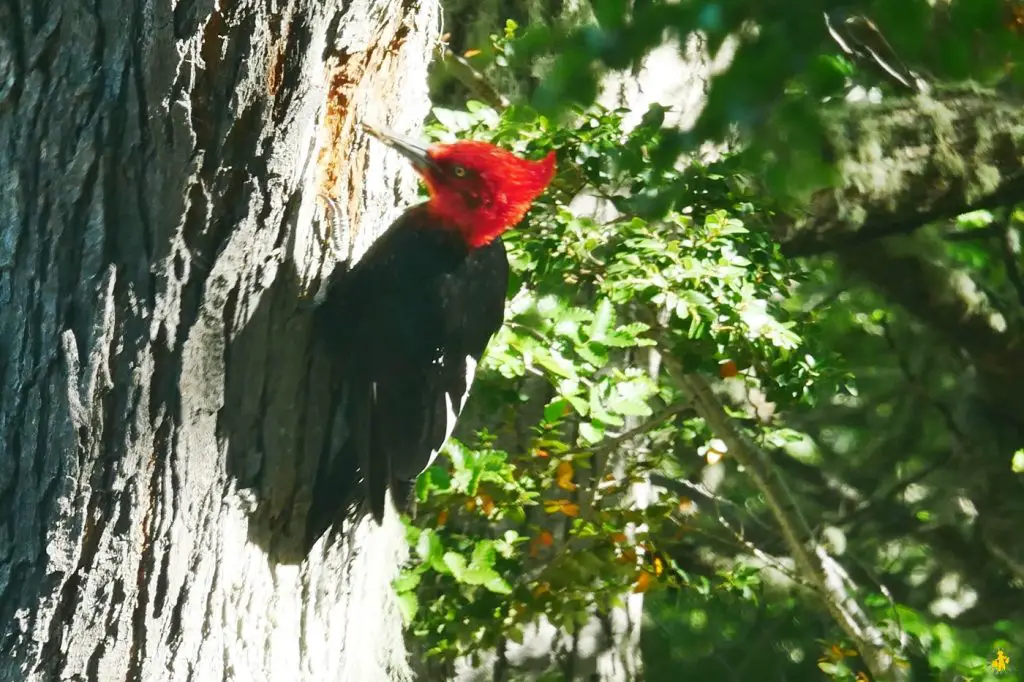 Animaux en Argentine où observer la faune en famille | Blog VOYAGES ET ENFANTS