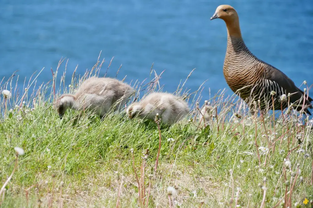 Animaux en Argentine où observer la faune en famille | Blog VOYAGES ET ENFANTS