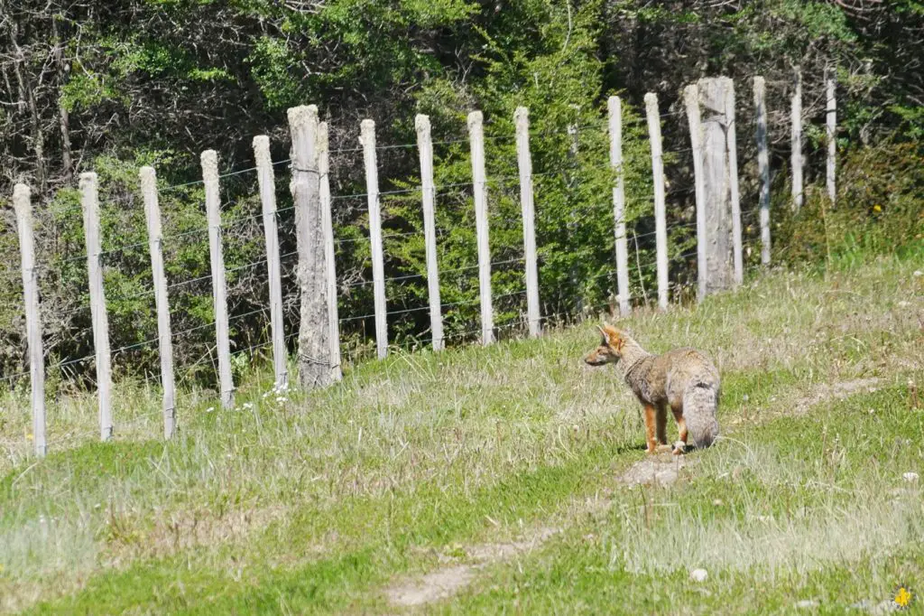 Animaux en Argentine où observer la faune en famille | Blog VOYAGES ET ENFANTS