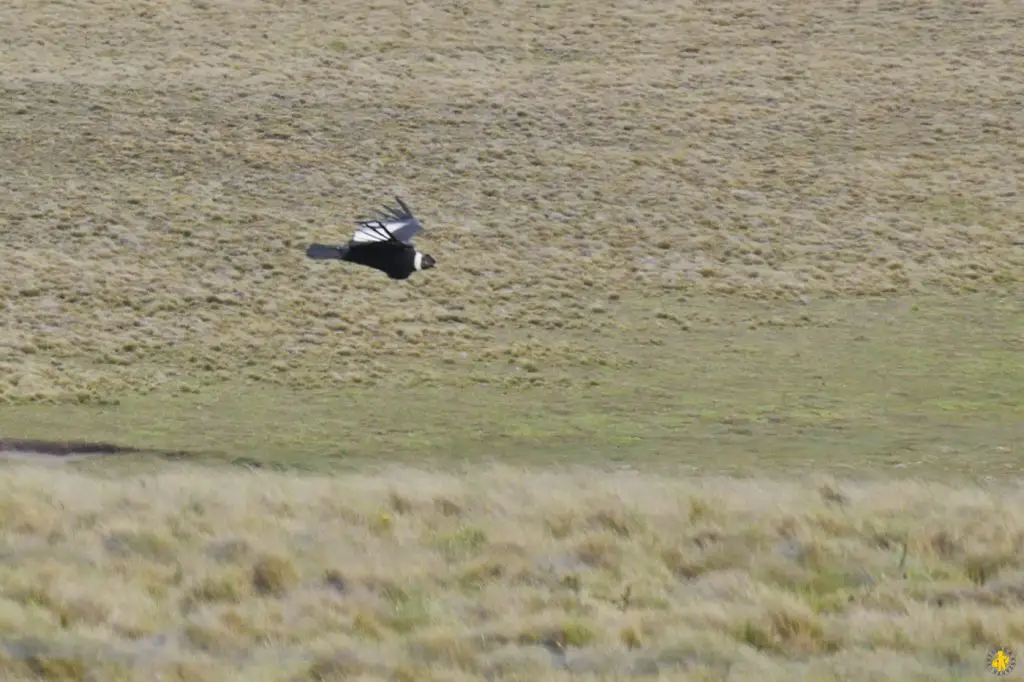 Animaux en Argentine où observer la faune en famille | Blog VOYAGES ET ENFANTS