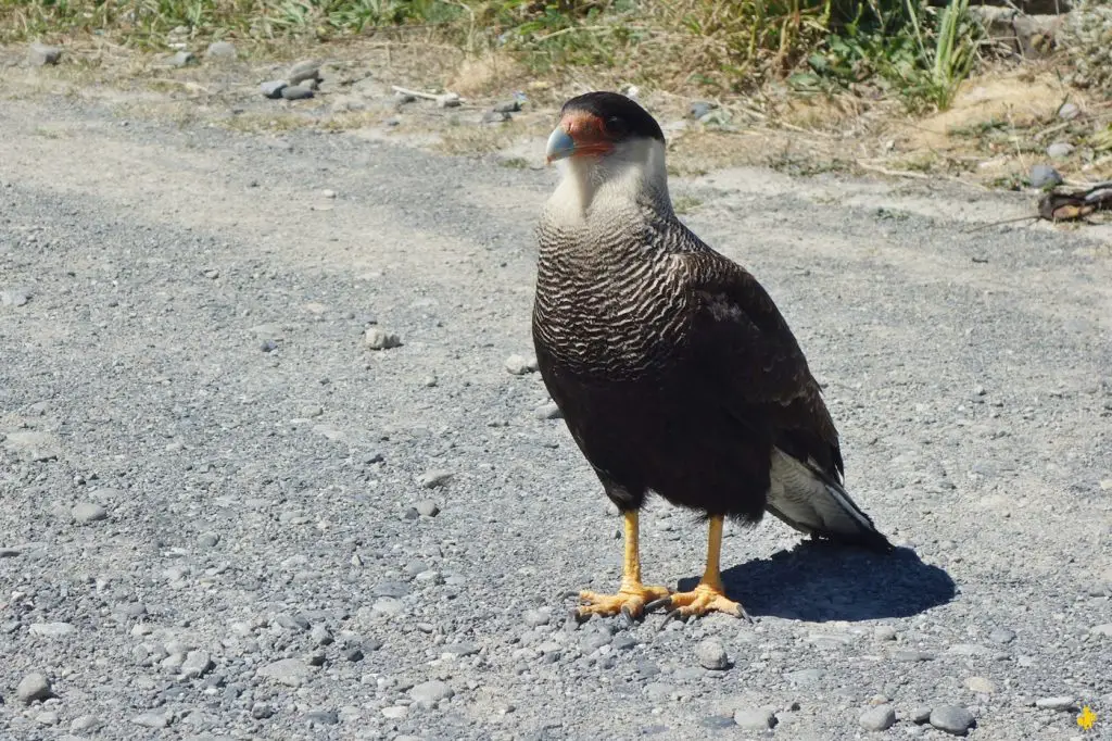 Animaux en Argentine où observer la faune en famille | Blog VOYAGES ET ENFANTS