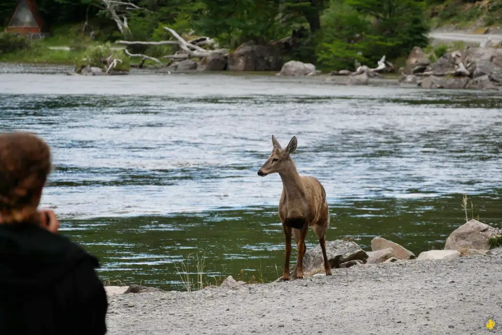 Animaux en Argentine où observer la faune en famille | Blog VOYAGES ET ENFANTS