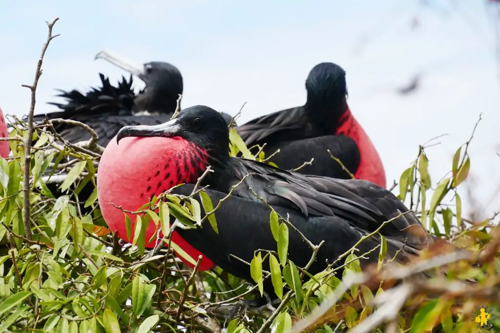 Equateur en famille que faire que voir VOYAGES ET ENFANTS