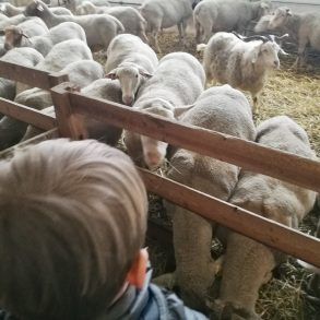 Briançon activité famille autour de la laine | Blog VOYAGES ET ENFANTS