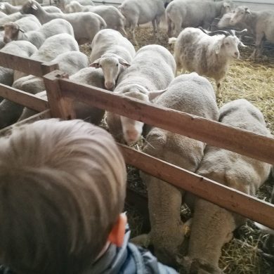 Au fil de la laine autour de Briançon