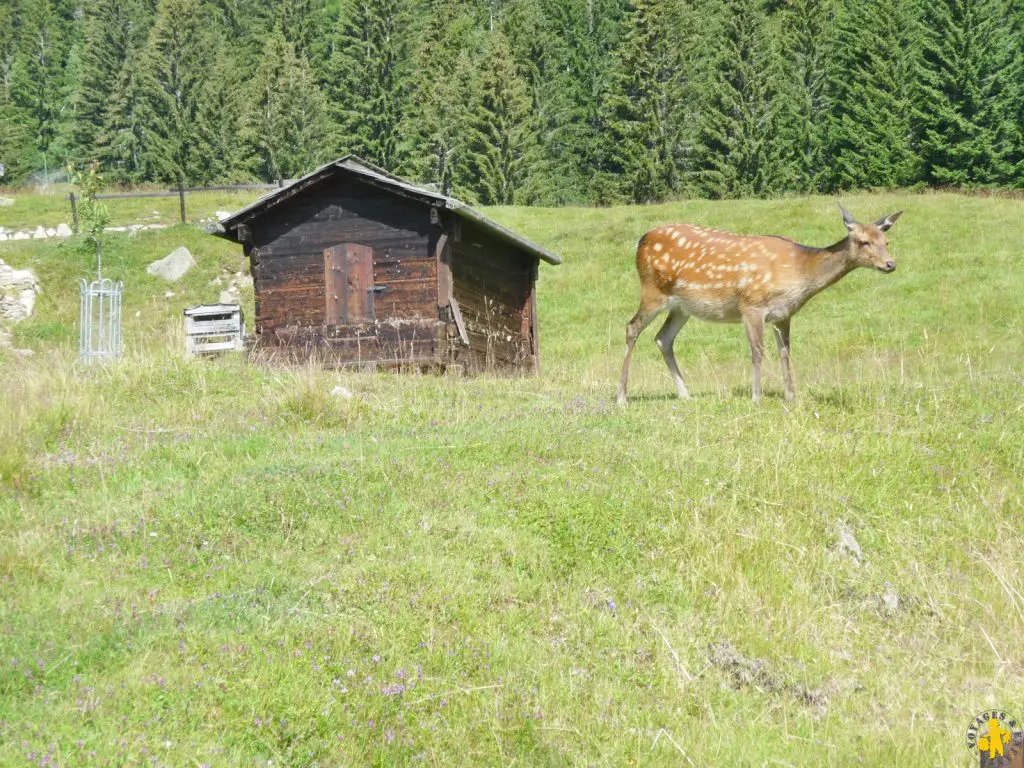 Vallée de Chamonix le parc Merlet en famille | Blog VOYAGES ET ENFANTS