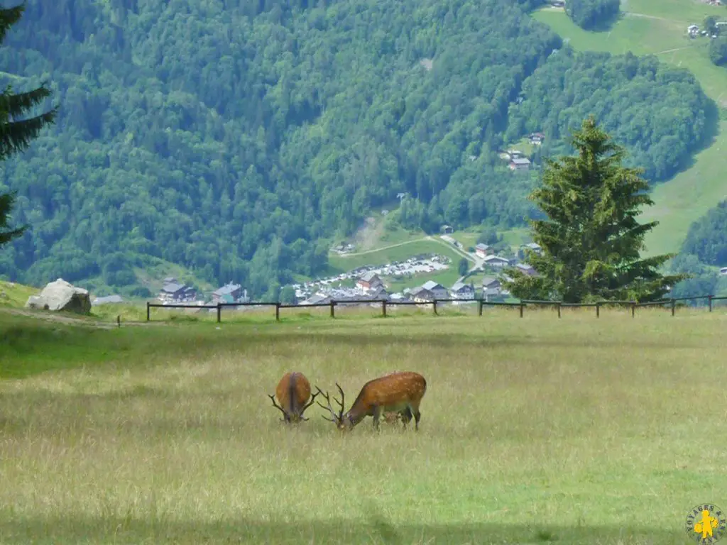 Vallée de Chamonix le parc Merlet en famille | Blog VOYAGES ET ENFANTS