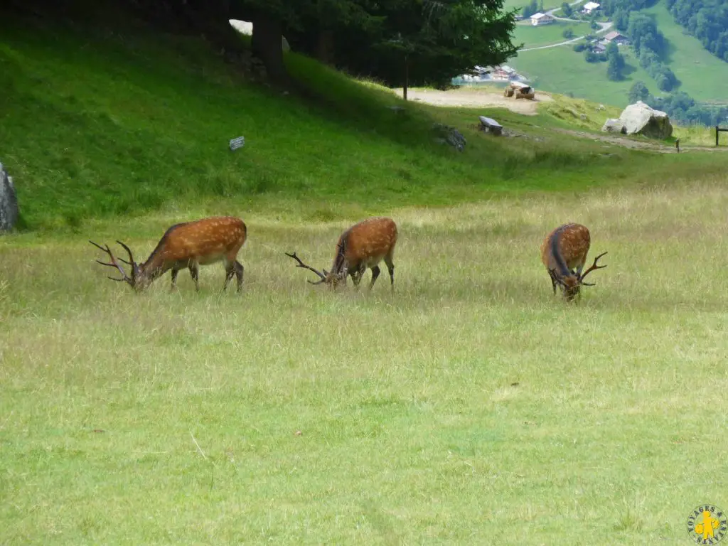 Vallée de Chamonix le parc Merlet en famille | Blog VOYAGES ET ENFANTS