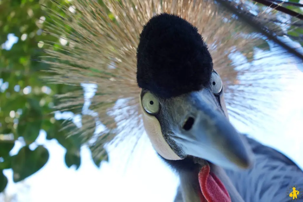 Parc desoiseaux Upie activités enfant 15 sorties famille en Drome Ardeche | Blog VOYAGES ET ENFANTS