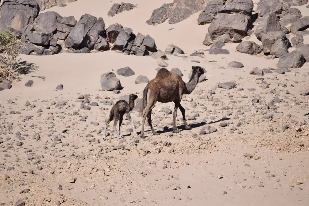 Maroc en famille Dromadaire Road trip Maroc en 4x4 en famille et tente de toit |