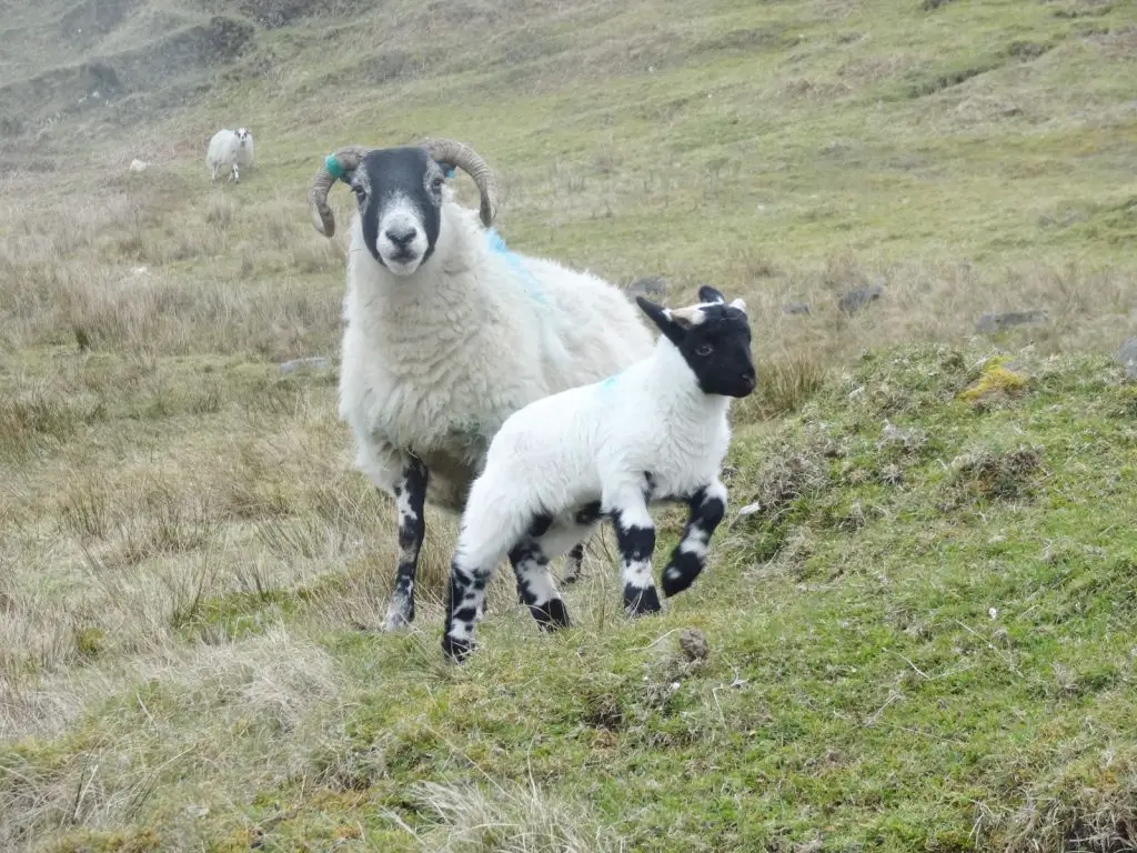 Hébrides exterieurs en famille ecosse Les Hébrides extérieures en famille | VOYAGES ET ENFANTS