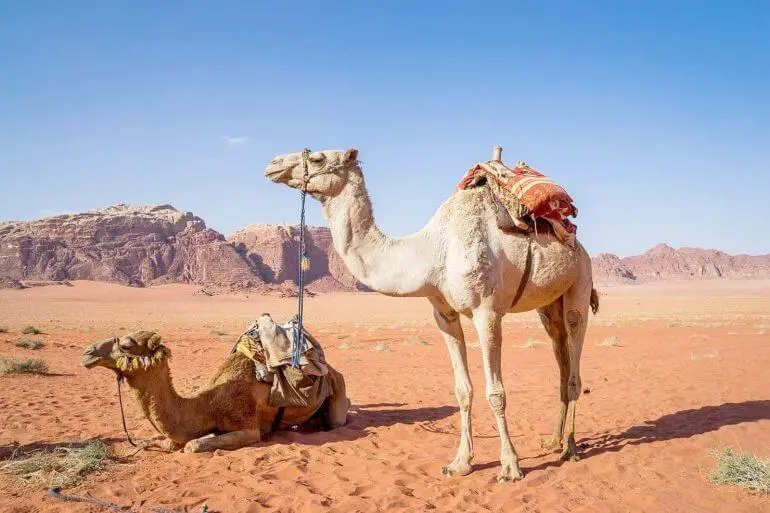 voyage jordanie avec bebe