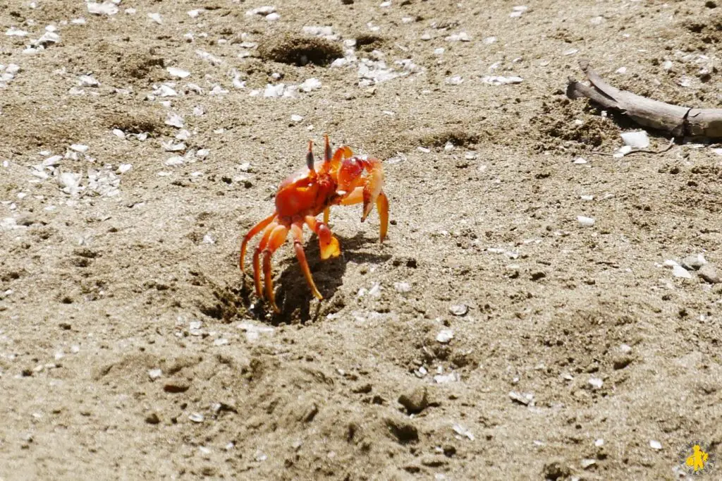 Isla de la plata en famille et Puerto Lopez côte Equateur | Blog VOYAGES ET ENFANTS