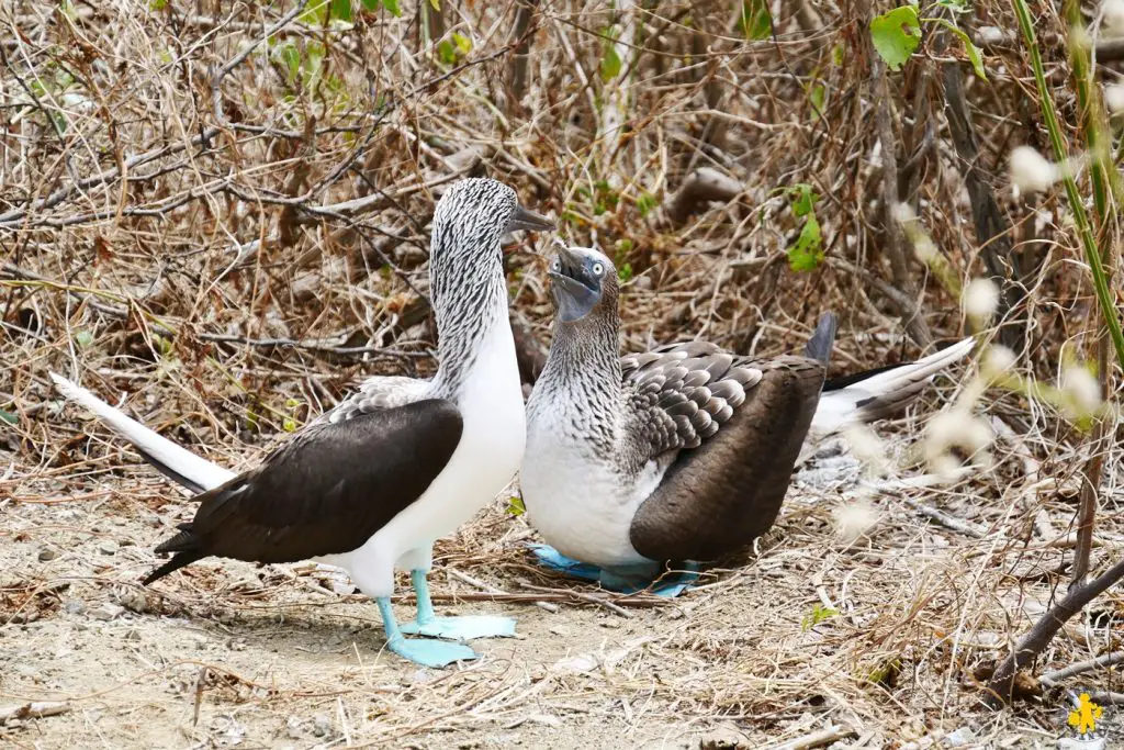 Isla de la plata en famille et Puerto Lopez côte Equateur | Blog VOYAGES ET ENFANTS