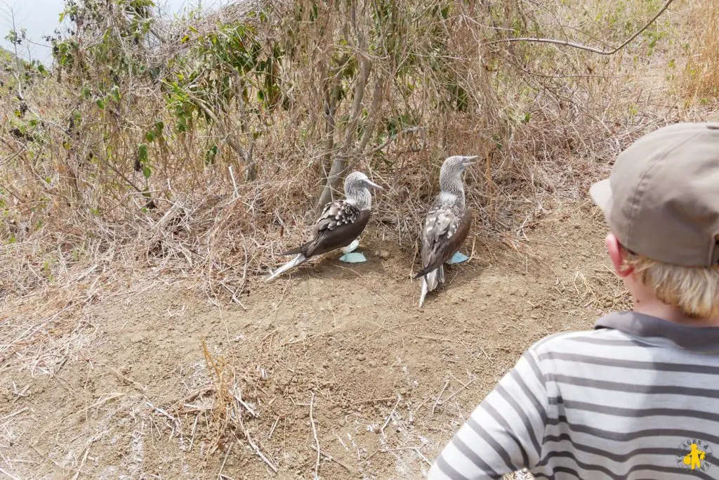 Isla de la plata en famille et Puerto Lopez côte Equateur | Blog VOYAGES ET ENFANTS