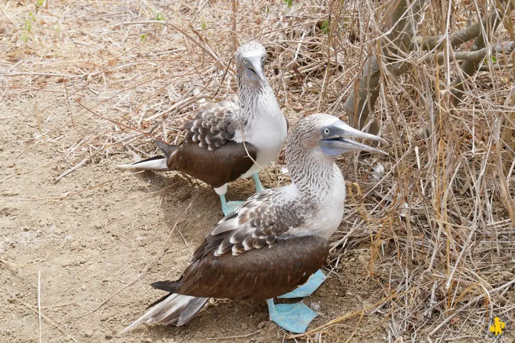 Isla de la plata en famille et Puerto Lopez côte Equateur | Blog VOYAGES ET ENFANTS