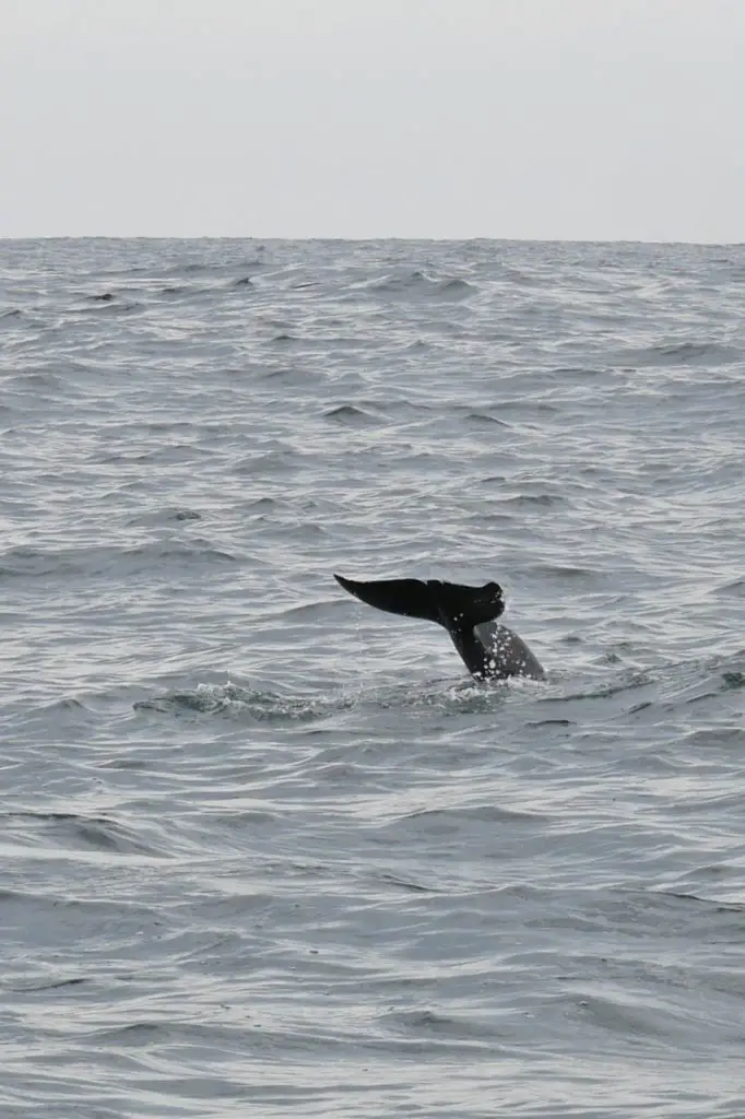 Isla de la plata en famille et Puerto Lopez côte Equateur | Blog VOYAGES ET ENFANTS