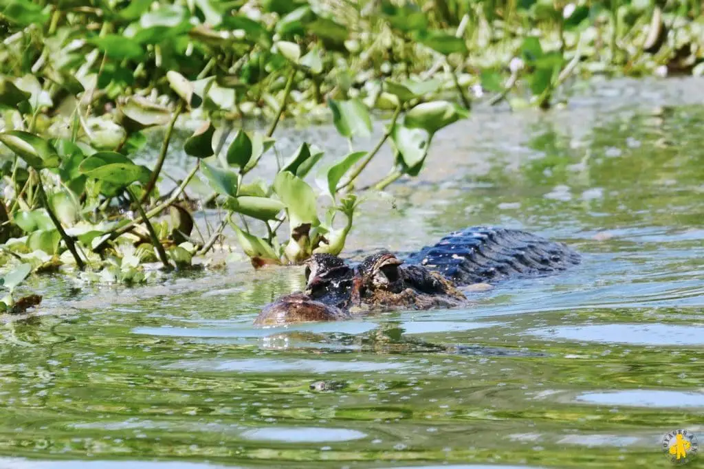 Amazonie en Equateur limoncohca Caiman Où aller en Amazonie en famille ou pas | VOYAGES ET ENFANTS